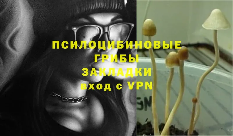 наркота  Инсар  MEGA ТОР  Галлюциногенные грибы Psilocybe 